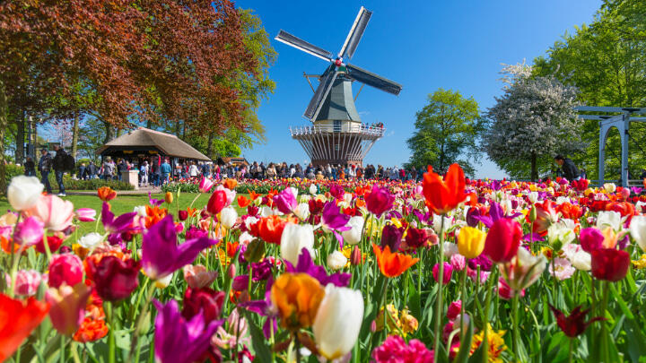 Bed of tulips in front of a Dutch windmill