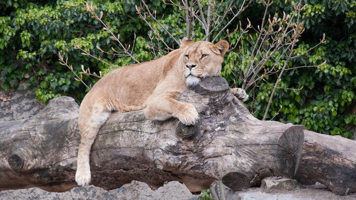 Lioness taking a nap on a log