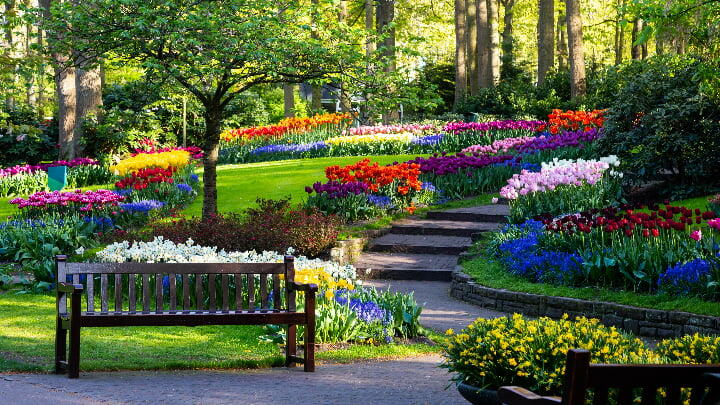Empty bench among beds of flowers at Keukenhof Park