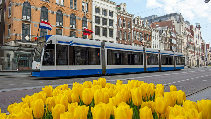 Amsterdam tram passing by a bed of yellow tulips