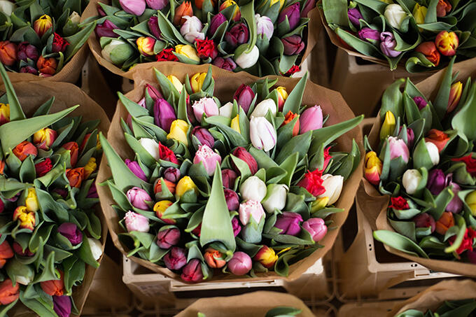 Blooming costs to impact tulip count