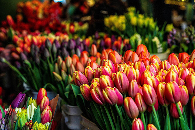 amsterdam%20spring%20tulips.jpg