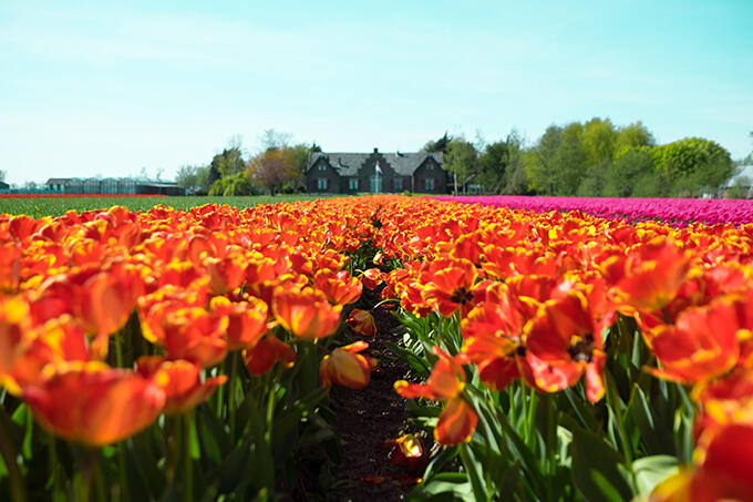 amsterdam%20tulips%20guide%202.jpg