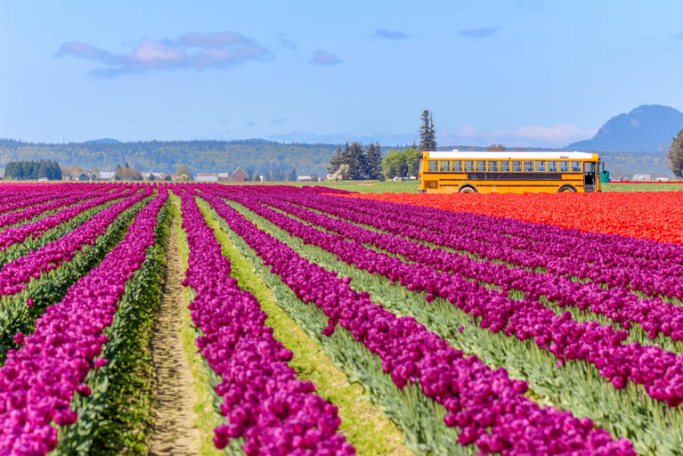 Bus on its way to Keukenhof