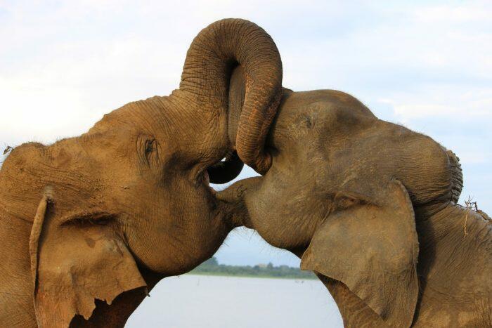 elephants-700x467.jpg