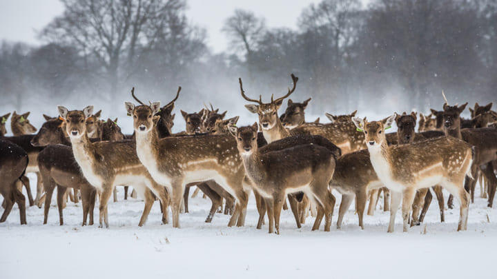 Fallow deer in the snow in Dublin's Phoenix Park.