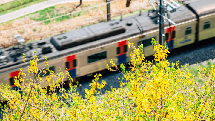 Bright yellow forsythia on Eungbongsan Mountain overhanging the metro line.