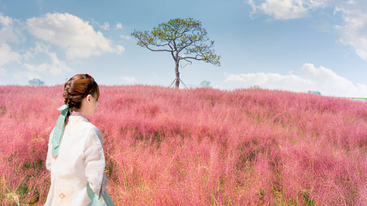 Pink-tinged grasses in the Sky Park, Seoul.