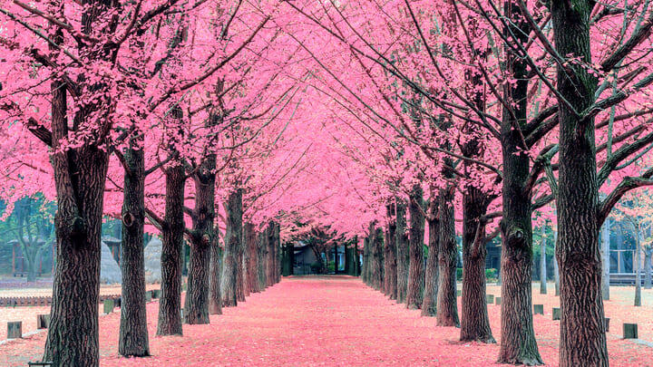 Cherry blossom season on Nami Island.