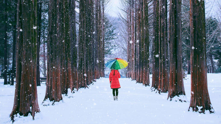 Person walking between tall trees in the snow on Nami Island.