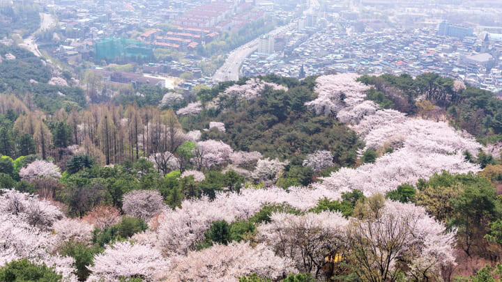 Cherry blossoms in Namsan Park, Seoul.