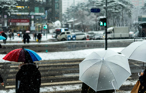 Umbrellas on a snowy day in Seoul