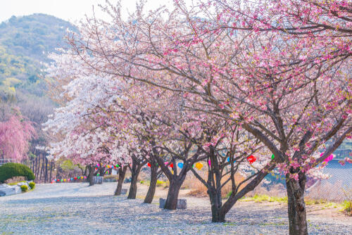 An avenue of cherry blossoms in Seoul, South Korea
