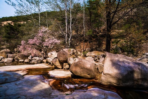 A pond and spring blossoms in Bukhansan National Park, Seoul