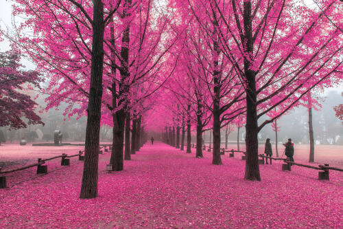 Avenue of pink blossoms on Nami Island, Seoul