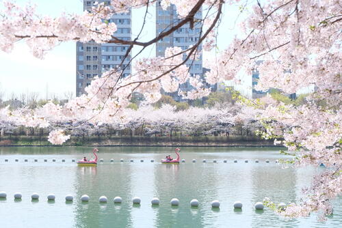 Small pedal boats on the river in Seoul with cherry blossoms in the foreground