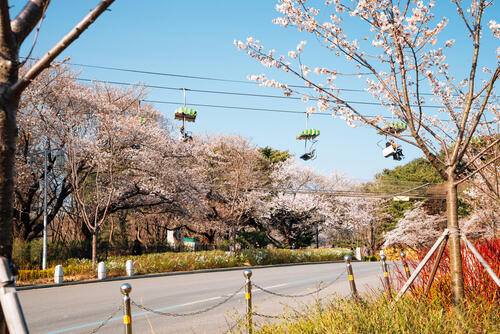 Cable car travels over a road in Seoul's Grand Park, with cherry blossoms