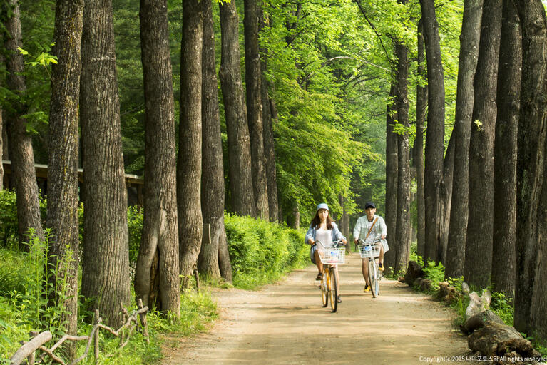 Two cylists on a trail between pine trees on Nami Island, Seoul