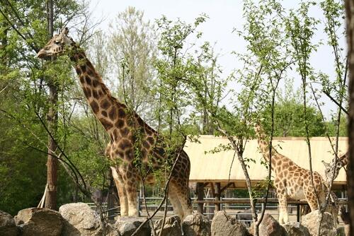 Giraffes at Seoul Land in Seoul, South Korea