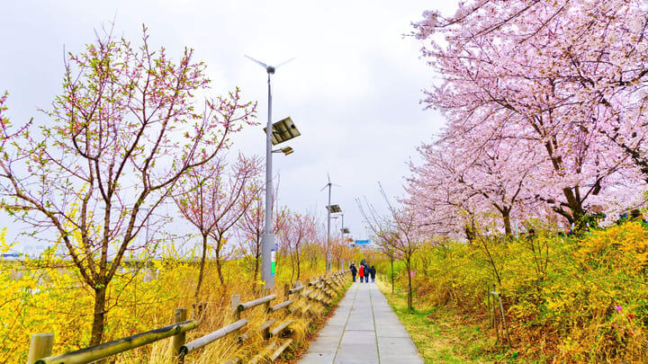 Cherry blossoms in bloom at the Yeouido Cherry Blossom Festival in Seoul.