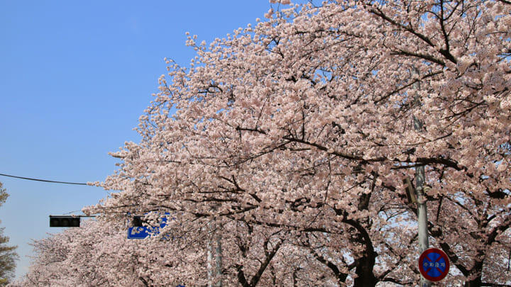 Cherry blossoms during the Yeouido Spring Flower Festival in Seoul.