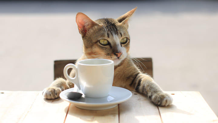 Cat sitting at a table with a cup of coffee.