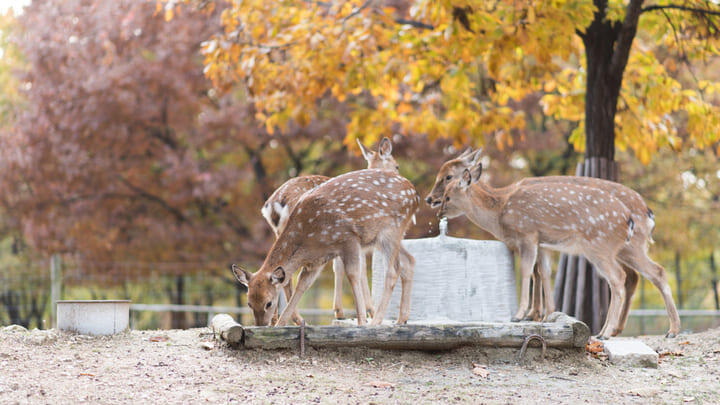 Deer at feeding time in Seoul Forest
