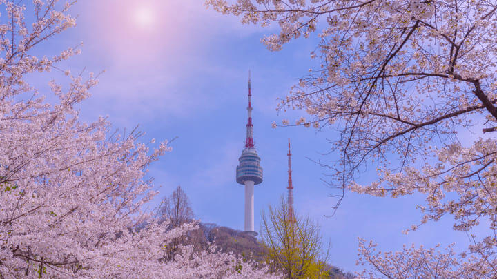 N Seoul Tower set against a blue sky in cherry blossom season.