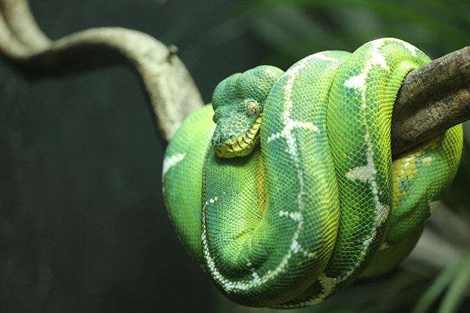 zoo-reptile-house.jpg