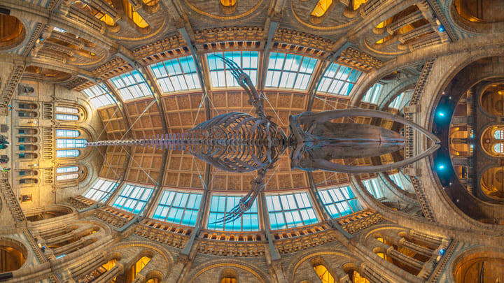 Blue whale skeleton in the Natural History Museum, London.