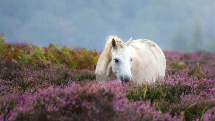 A wild pony in the heather in the New Forest, Hampshire