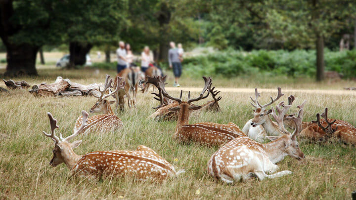 Deer in Richmond Park, London.
