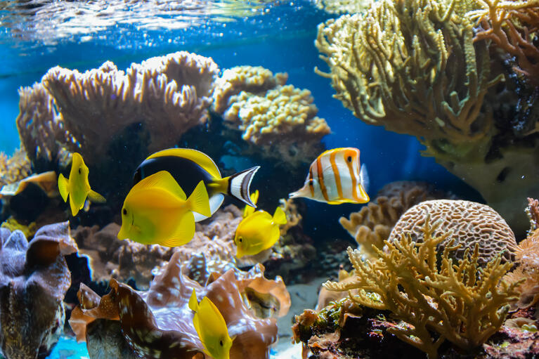 fish