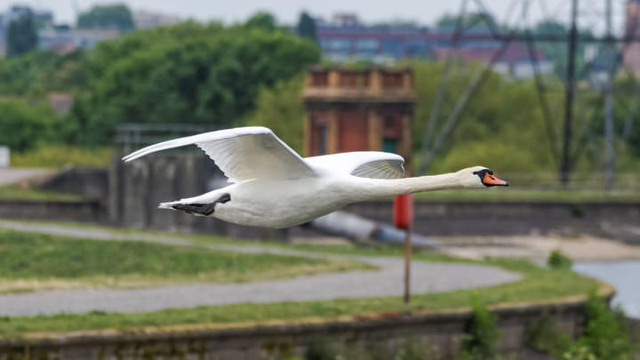 Swan soaring over Walthamstow Wetlands in East London.