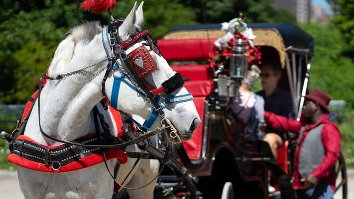 Horse and carriage in Central Park, New York