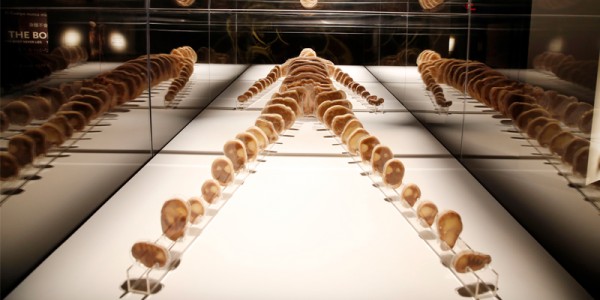 Bodies-Exhibition-6
