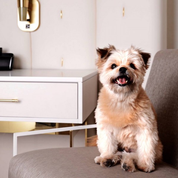 Check out Delano Las Vegas for a pet-friendly hotel option in Las Vegas