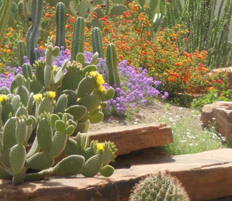 Be sure to check out the Botanical Cactus Garden in Las Vegas