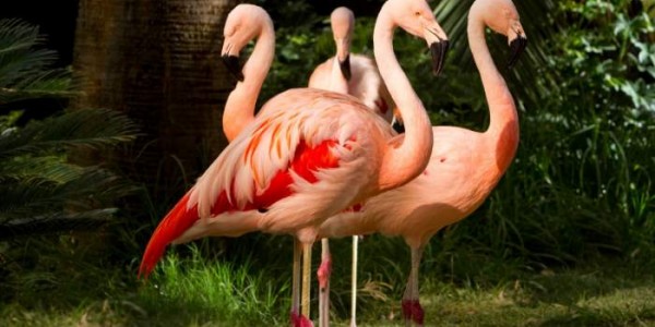A group of four flamingos.