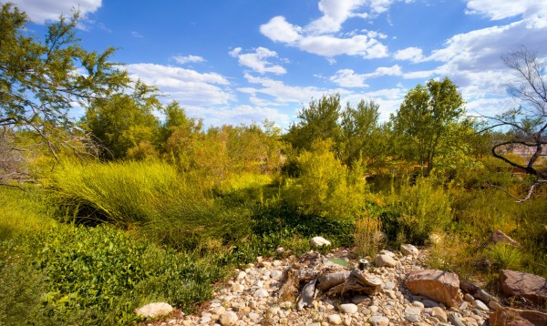 A beautiful scene from the Springs Preserve. Image copyright Springs Preserve.