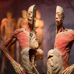 Real Bodies at Horseshoe Las Vegas