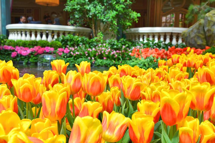 Bellagio Gewächshaus