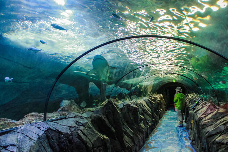 Sealife aquarium.jpg