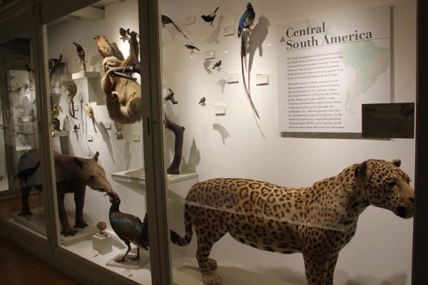 Harvard-Museum-of-Natural-History-SDI
