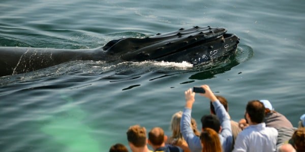 Whale Watch Cruise from the New England Aquarium