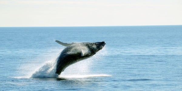 New-England-Aquarium-Whale-Watch-2