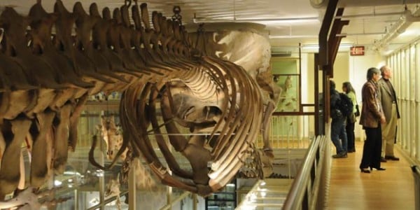 harvard-museum-of-natural-history-boston-museums