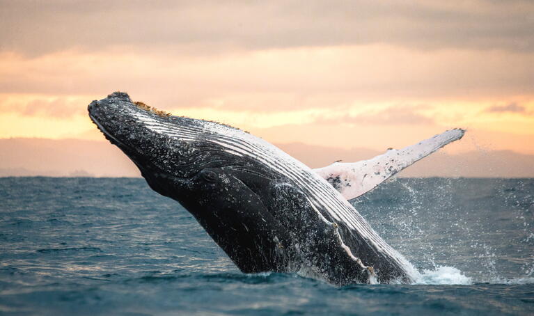 Whale watching Boston discounts