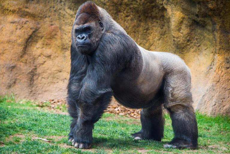 zoo