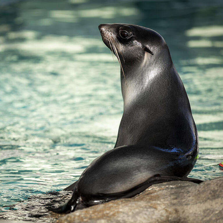 New England Aquarium seals